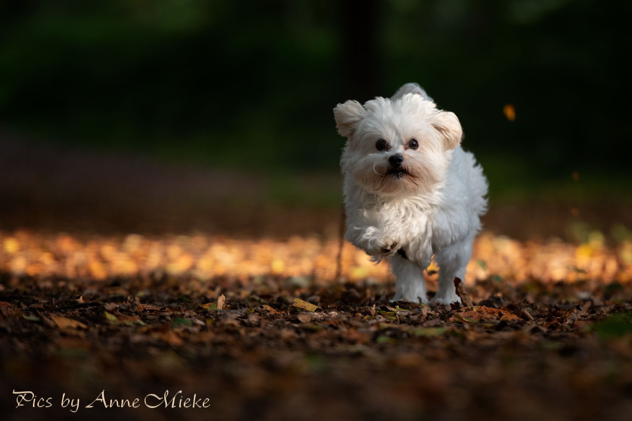 slideshow 4